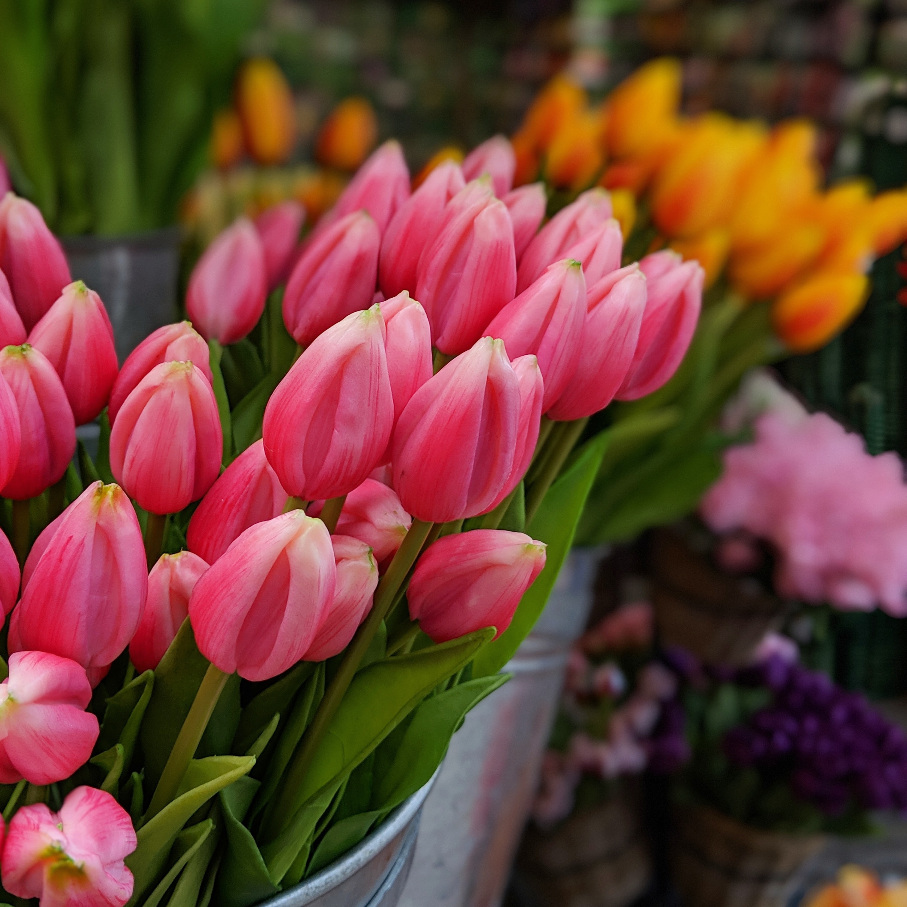 tulip bouquet